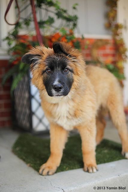 German Shepherd - Fluffy Bear