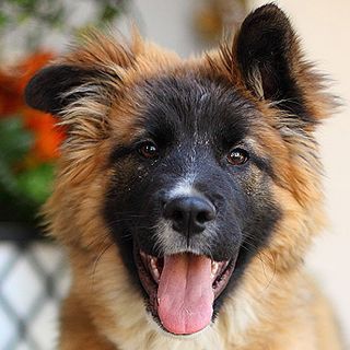 German Shepherd - Fluffy Bear