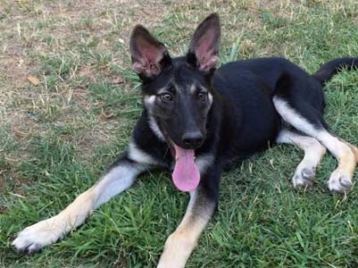 Bodie