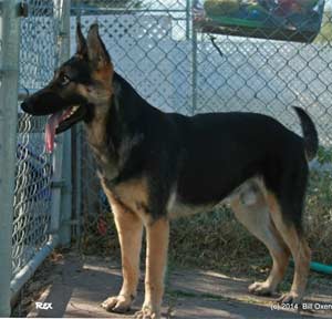 Adolescent german hot sale shepherd