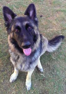 Argus