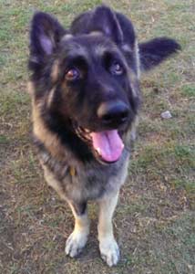 Argus