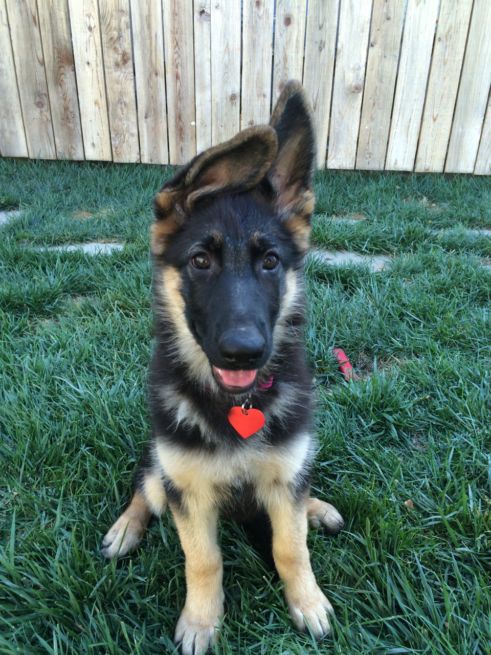 Female german shepherd for hot sale adoption