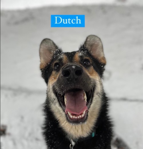 Dutch