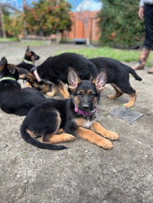 Puppies in Oakland