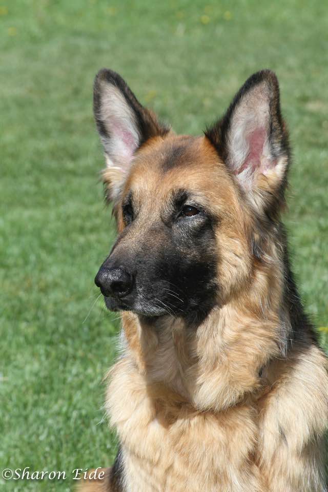 R. Beth's King of Hearts UD