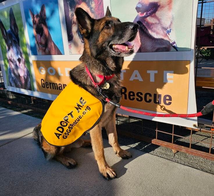 A German Shepherd wearing a yellow "Adopt Me" vest sits on a sidewalk in front of a German Shepherd rescue banner.