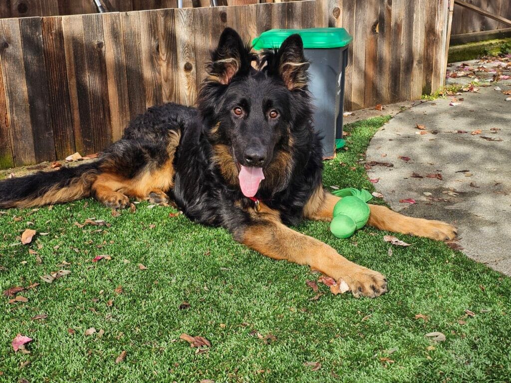 A large black and tan dog lies on artificial grass with a green toy, tongue out, near a wooden fence and a gray trash bin.