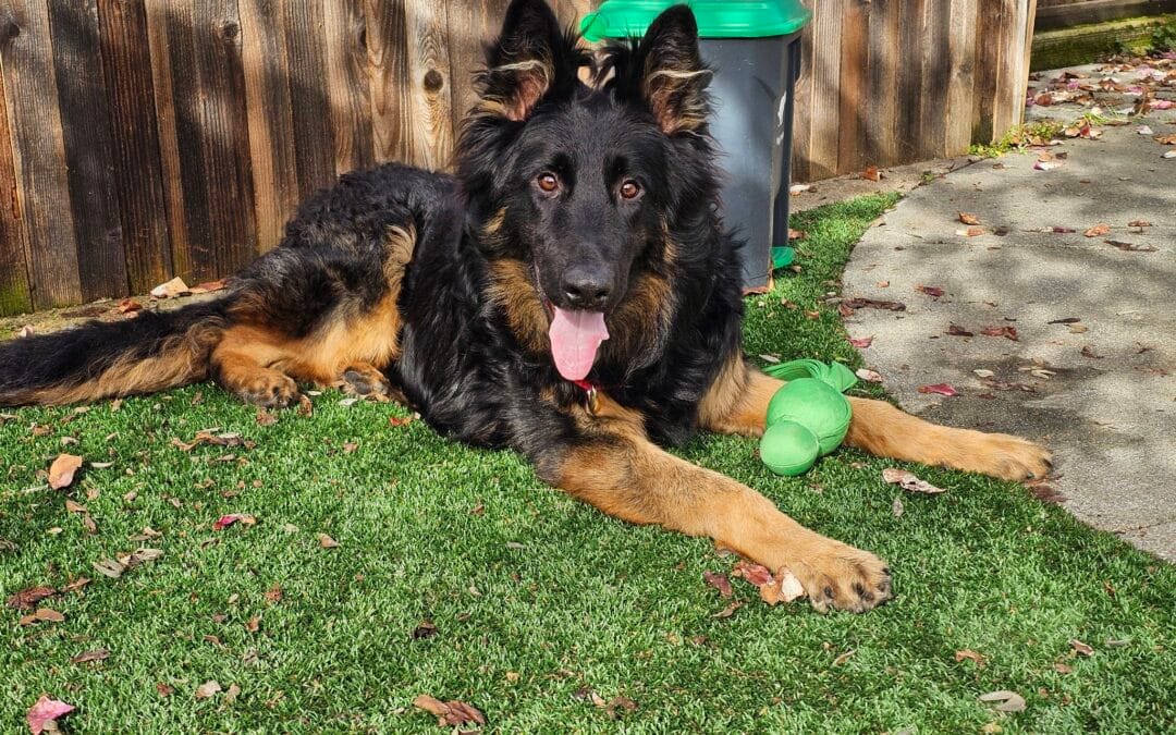 A large black and tan dog lies on artificial grass with a green toy, tongue out, near a wooden fence and a gray trash bin.