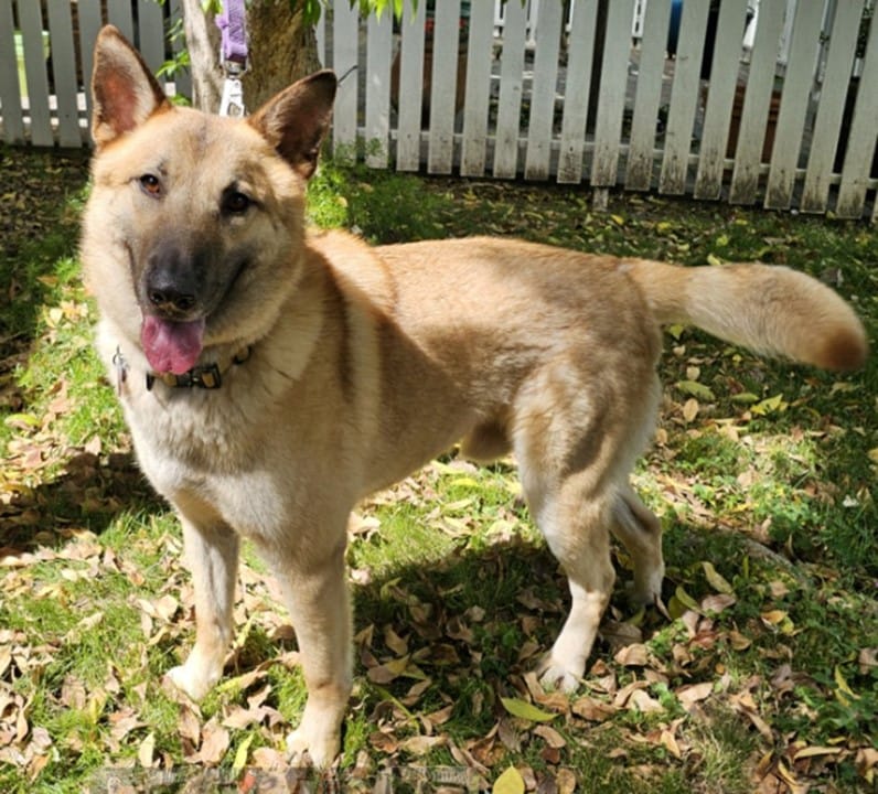 A tan and brown dog with pointed ears stands on grass covered with fallen leaves, in front of a white picket fence, looking at the camera with its mouth open and tongue out.