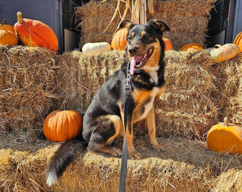 Frodo Pumpkins Cropped A black and tan dog on a leash sits on a display of hay bales surrounded by pumpkins.
